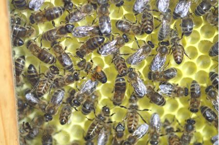Bild für Kategorie Weiterbildung naturnahe Bienenhaltung